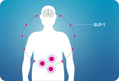 Silhouette of the human body showing the GLP-1 hormone.